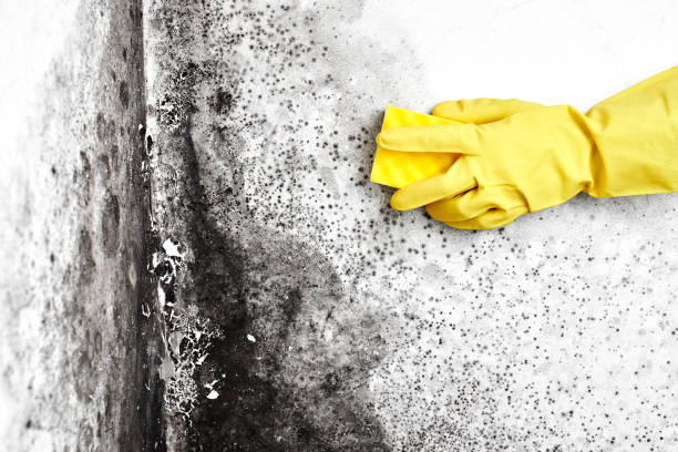 Best Professional Mold Removal  in Cedarville, OH
