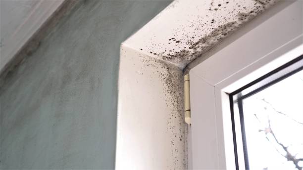 Best Commercial Mold Removal  in Cedarville, OH