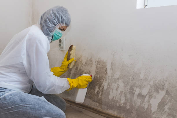 Crawl Space Mold Removal in Cedarville, OH