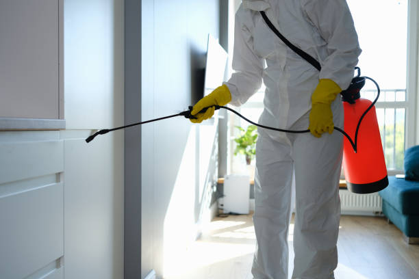 Best Toxic Mold Removal  in Cedarville, OH