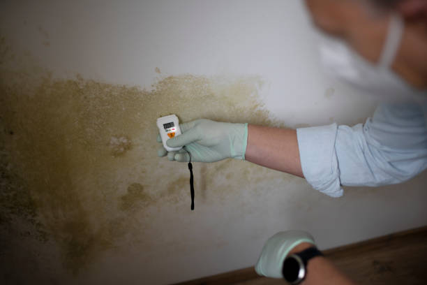 Best Attic Mold Removal  in Cedarville, OH